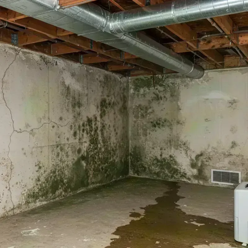 Professional Mold Removal in Salida, CO